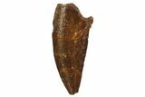 Bargain, Raptor Tooth - Real Dinosaur Tooth #135176-1